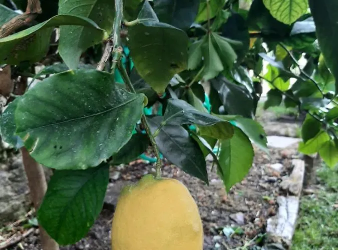 Casa Angelo Lägenhet Recco